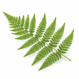 Папрат