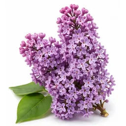 Зелен люляк