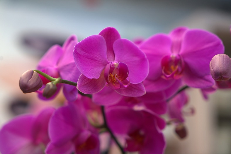 Орхидея - символът на любовта