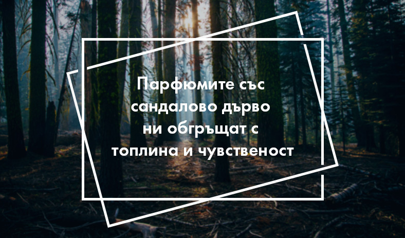 Парфюмите със сандалово дърво ни обгръщат с топлина и чувственост