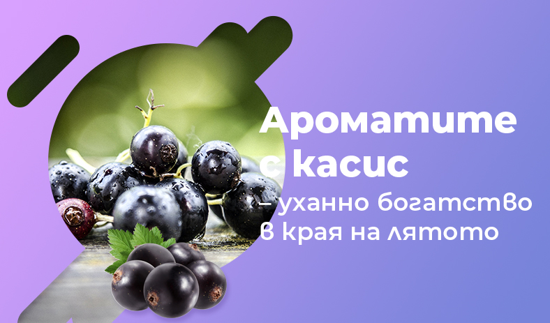 Ароматите с касис – уханно богатство в края на лятото