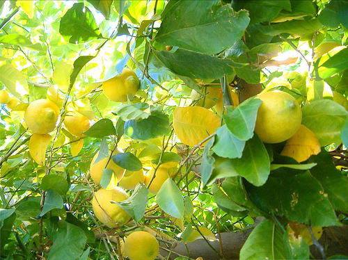 Лимон - освежаване, съживяване и жизненост