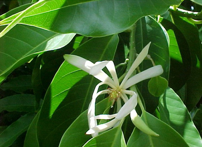 Сандалово дърво -  екзотичен и ориенталски аромат